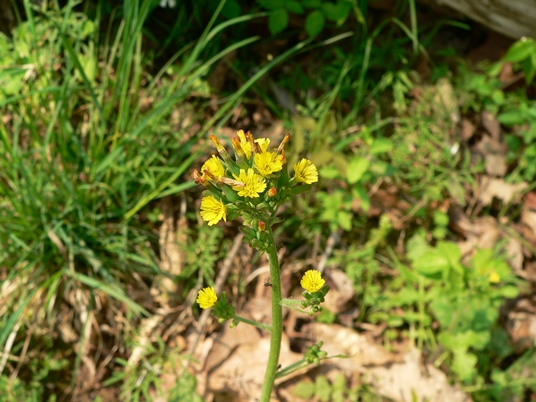 {Youngia japonica}